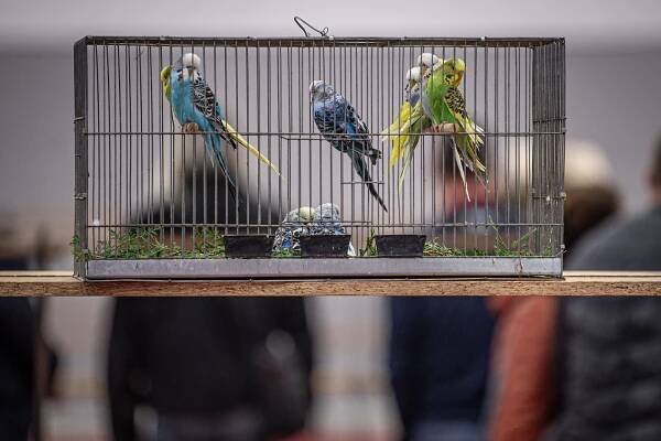 OBRAZEM: Černá louka v Ostravě v obležení chovatelů, Fauna trhy přilákaly davy