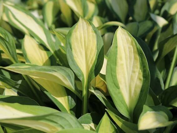 Bohyška - Hosta GIPSY ROSE
