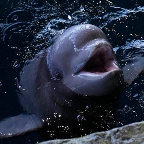 Beluga calf in Chicago is meeting the aquarium's pod and will soon be named