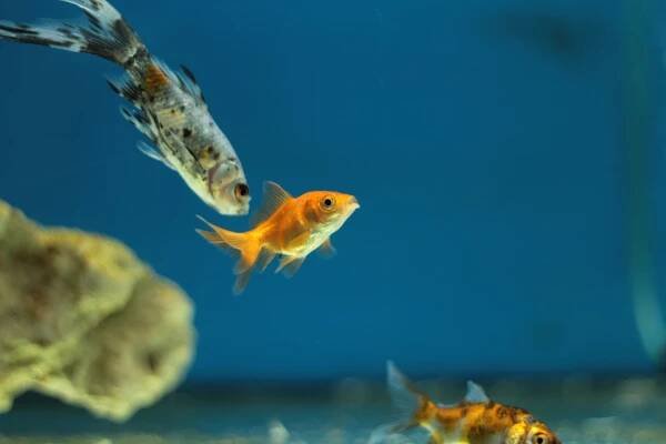 Tout savoir sur le Poisson Rouge - Vidéo Dailymotion