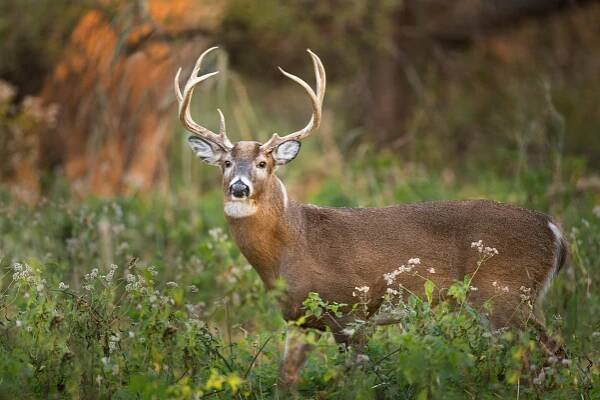 whitetail buck - jelenec běloocasý - stock snímky, obrázky a fotky