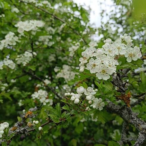 Hloh obyčajný ~ Crataegus laevigata