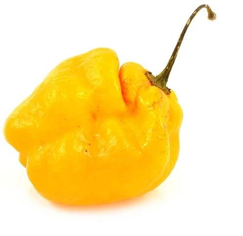 scotch bonnet pepper isolated on a white background