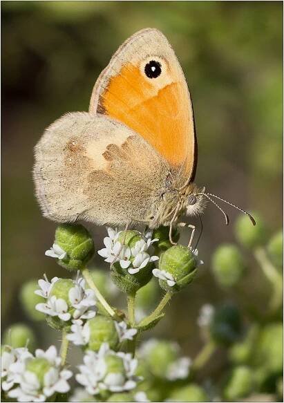 Small Heath Butterfly