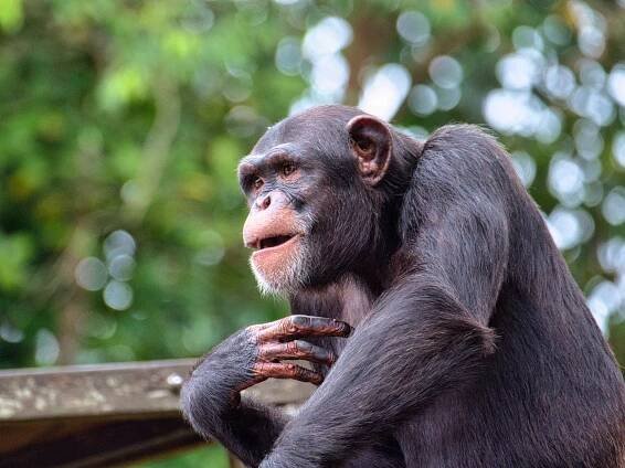Šimpanzi bonobo si mezi sebou nezištně pomáhají, potvrdila studie