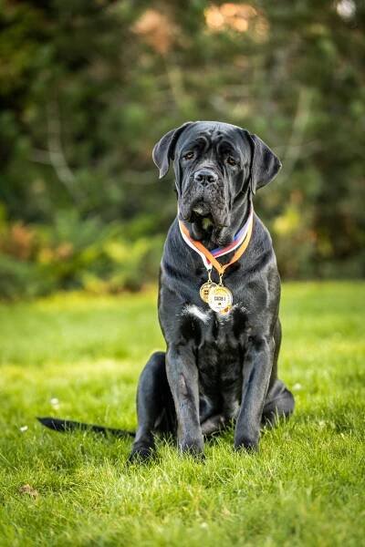 Foto | Korec Corso - Chovatelská stanice Cane Corso Italiano