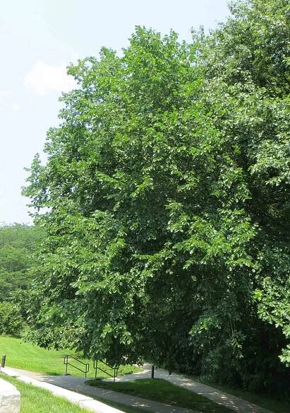 Rock Elm, a Common Tree in North America