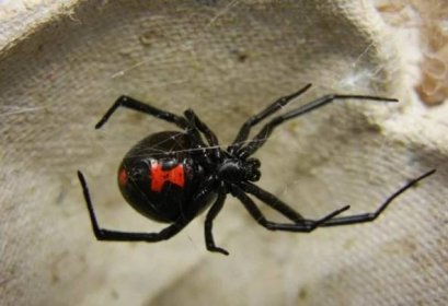 Spider černá vdova: rysy existence. Jak nebezpečné je kousnutí?