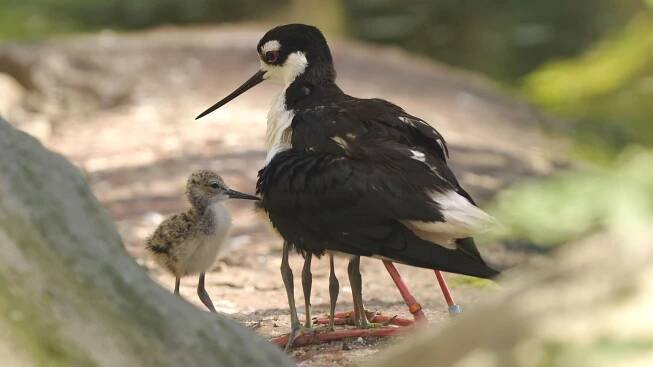 Bahňáci v Zoo Ostrava odchovávají mláďata, ústřičníci mají premiéru