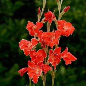 Gladiol Atom – Gladiolus nanus – gladioly – hlízy