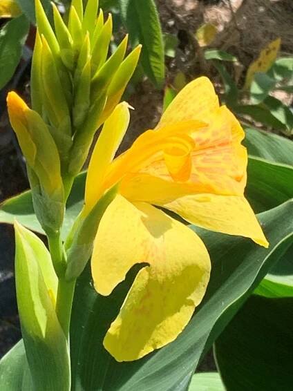 Dosna - Canna indická žlutá 20-40 cm