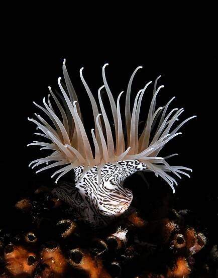 Súbor:Colonial anemone zebra.jpg