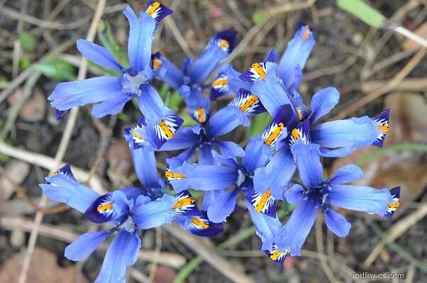 Kosatec síťkovaný Harmony (Iris reticulata)