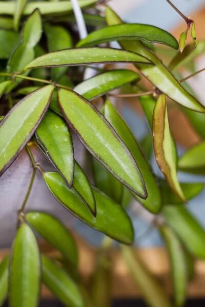 Hoya longifolia - Image 3