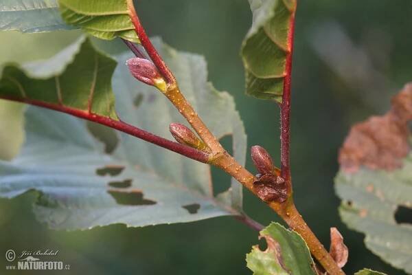 Olše lepkavá | Naturfoto.cz
