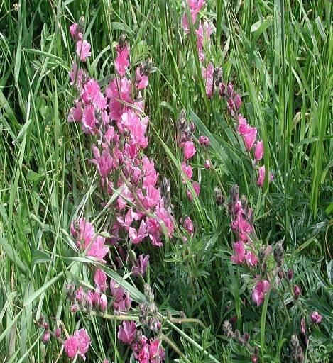 Easy-to-Grow Natives for the East Bay - Native Here Nursery