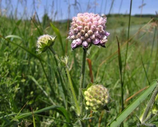 Chrastavec rolní (Knautia arvensis)