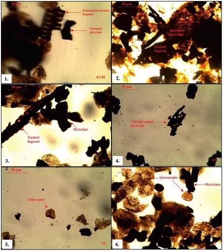 —Different phytoclast groups in sample A1. 1. Biostructure phytoclast composed of two gymnosperm tracheid. The longer half of the particle shows small—bordered pits in biserial—offset arrangement; structured phytoclasts, external form, and sharp distinct edges indicate structured particle bu there is no visible internal biostructure. The internal structure of the particle is infilled and largely obliterated by gelification, making them massive 2. Well preserved Amorphous Organic Matter (AOM) seen in transmitted light along with tracheid fragment and structured phytoclast. 3. Tracheic fragment having uniseriate (single row) arrangement; structured phytoclast. 4. Highly corroded opaque lath-shaped phytoclast. The internal hole: in the phytoclast may be because of the dissolution of original pits. 5. A trilete spore. 6. Group of sporomorphs and phytoclasts. 