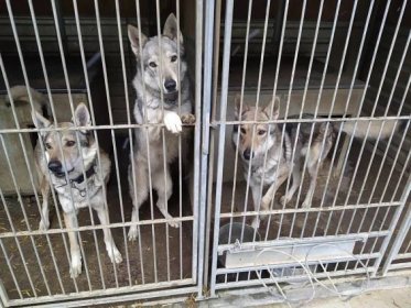 Radost na konci roku: Dárci přilepšili psím útulkům za desítky tisíc korun