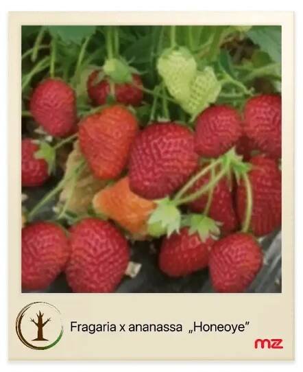 Drobné ovocie, Jahoda „HONEOYE” (Frageria × ananassa) 20 cm, malazahrada.sk, Kežmarok záhradné centrum - Malazahrada.sk