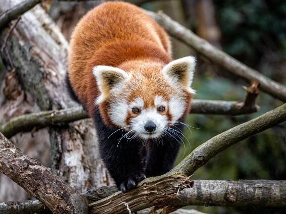 Dvojitá radost v pražské zoologické zahradě. Narodila se mláďata pandy červené