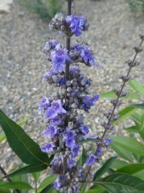 Drmek obecný Blue Diddey - květ (Vitex agnus-castus)