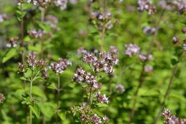 Origanum vulgare " Margeritha " - oregáno, dobromysl Zahradnictví Krulichovi - zahradnictví, květinářství, trvalky, skalničky