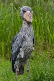14 Menacing Shoebill Stork Facts - Fact Animal