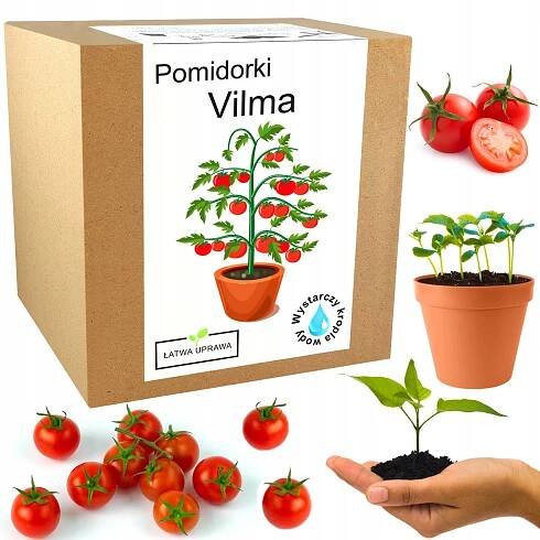 Sada na pěstování Rajčata vilma koktejlová - XXL