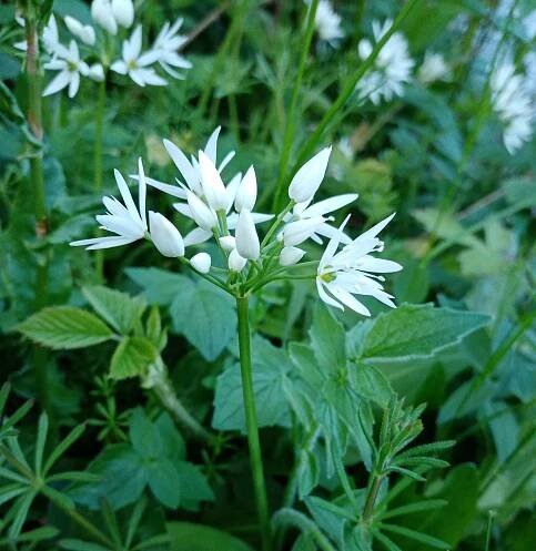Ramsons or wild garlic
