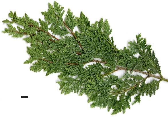 Austrocedrus chilensis