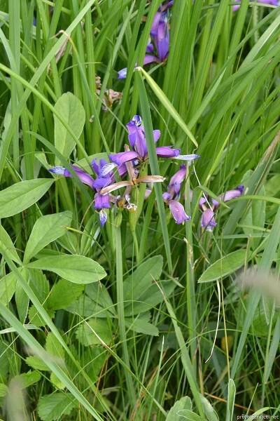 Kosatec trávolistý (Iris graminea)