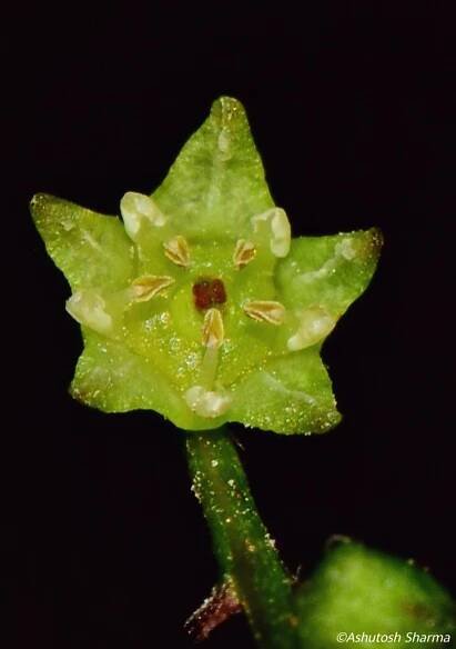 Sageretia thea – eFlora of India