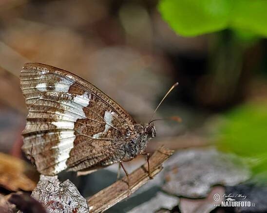 Okáč voňavkový | Naturfoto.cz