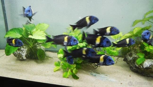 Tropheus duboisi "Maswa" - Litoměřice