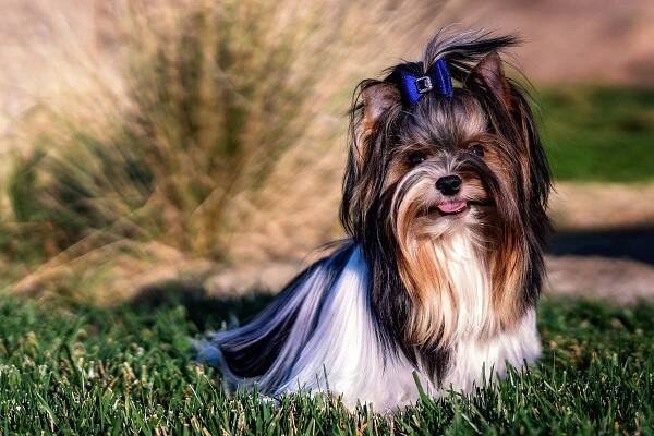 Canine Good Citizen - Biewer Terrier Club of America