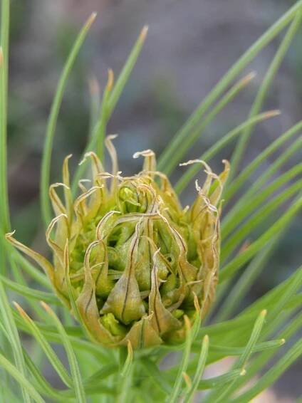 Zlatý Kořen, Asphodeline Lutea, Květ