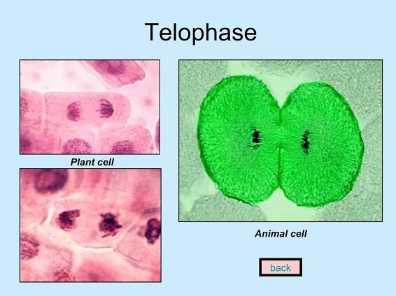 Telophase back Plant cell Animal cell 