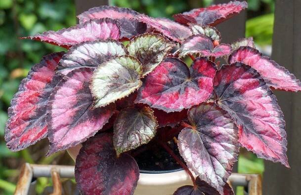 Begonia rex 'Red Kiss' in pot