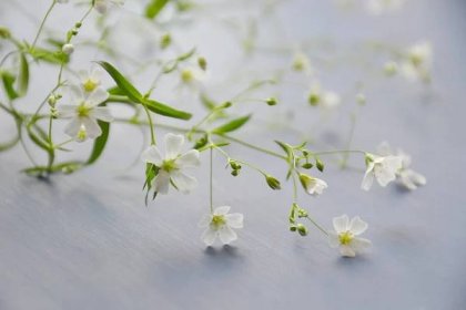 Seznamte se s bakopou, převislou rostlinou s bílými květy - Ranní čaj.cz