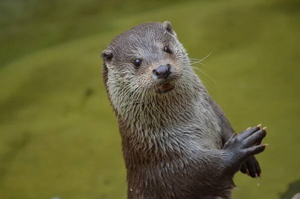 Adoption - Eurasian otter - Act2Protect