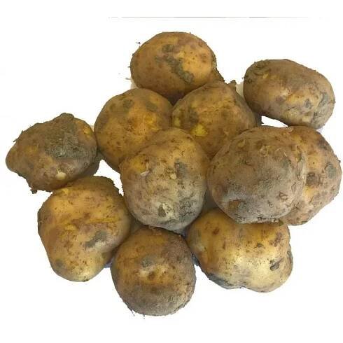 Brambory rané 1kg | Fikko Market