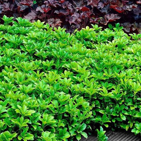 Pachysandra terminalis - Dickmännchen - Stauden