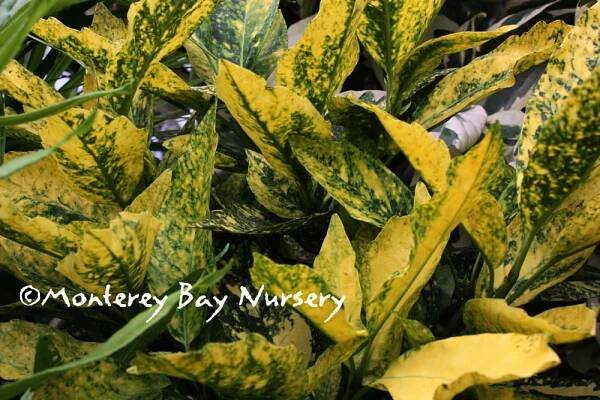 Monterey Bay Nursery plants - A