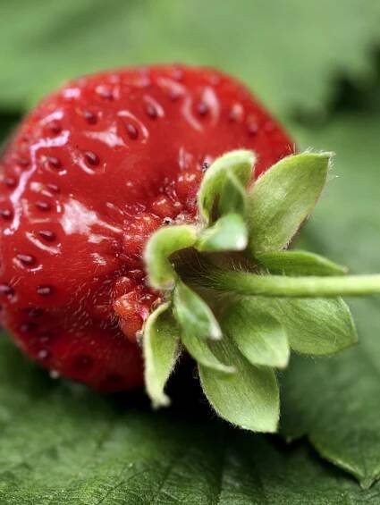 Fragaria ananassa ´Induka´ / Středně raná jahoda, bal. 6 ks, 6xK7