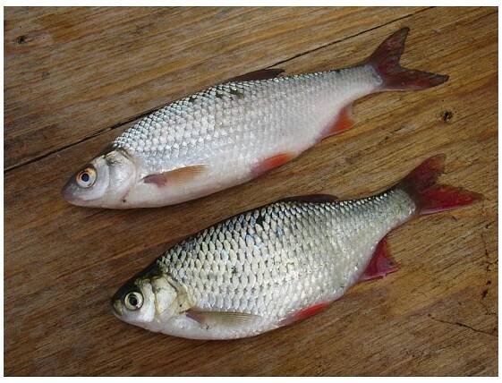 Nástražní rybička mražená 2ks 12-17cm - AZFISH.CZ