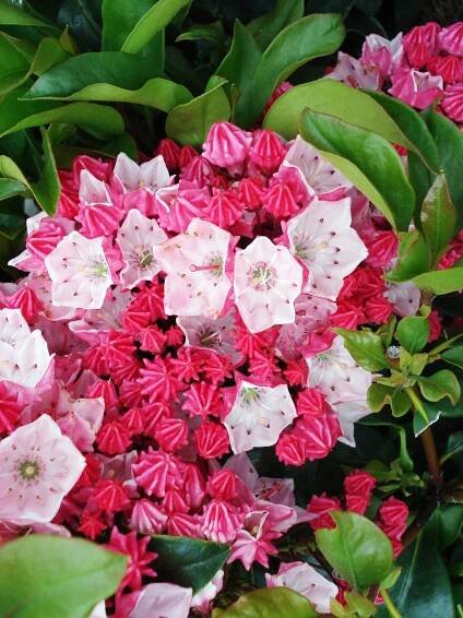 Kalmia latifolia ‘Raspberry Glow’