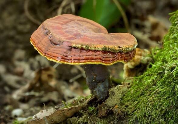 Ganoderma lucidum: Léčivé vlastnosti, přínosy a kompletní využití houby reishi
