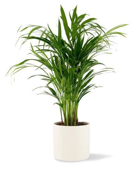Areca dypsis lutescens Ø17cm