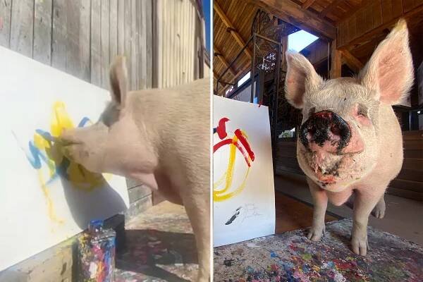 Beloved swine artist Pigcasso dead at age 8: 'An inspiring figure'